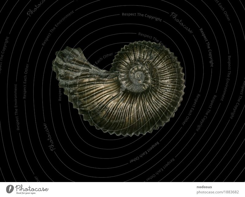 angulaticeras ventricosum Animal Inspiration ammonite Collection Paleontology Accumulate Jurassic system Lias Arienton praise line Pyrite pyrite stone core