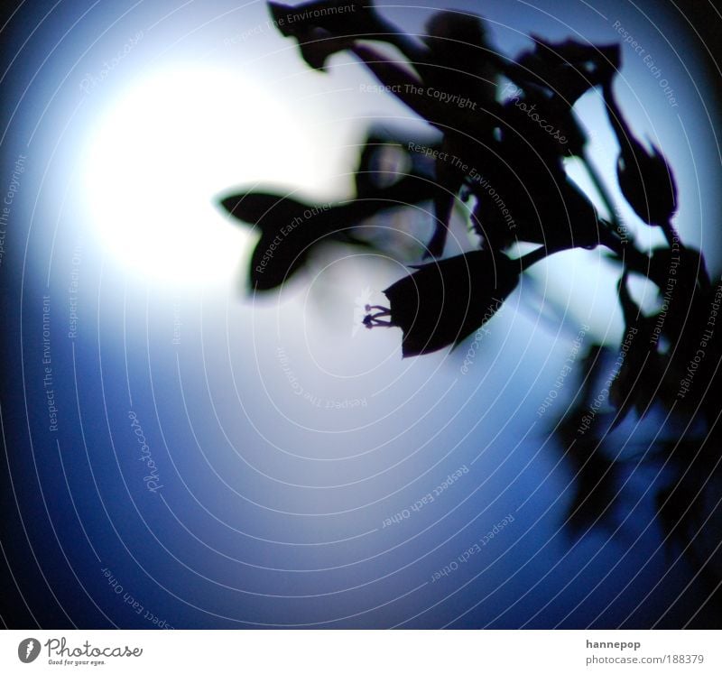 dust Plant Blossom Faded Growth Fragrance Cold Blue Calm Loneliness Nature Perspective Stamen Subdued colour Close-up Copy Space left Copy Space bottom Light