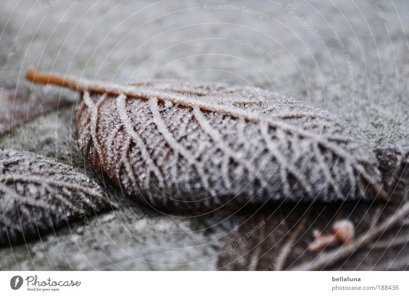 icy veins Environment Nature Plant Winter Weather Beautiful weather Ice Frost Snow Cold Leaf Rachis Colour photo Close-up Morning Day Light Shadow