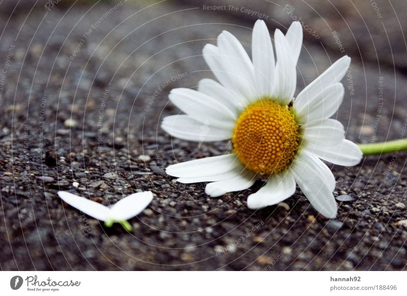 he loves me, he loves me not... Nature Plant Spring Flower Leaf Blossom Yellow White Emotions Infatuation Hope daisy Marguerite Colour photo Exterior shot