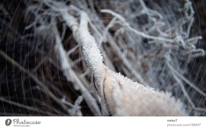 Reed split ends Winter Dark Brown Black White Loneliness Surrealism Delicate Frost Ice Common Reed Mystic Focus on Subdued colour Close-up Detail Abstract