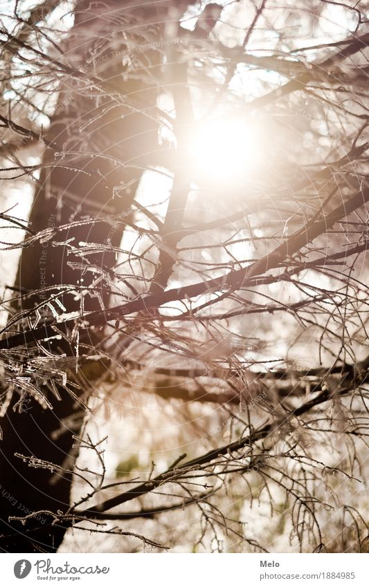 frosty morning Nature Animal Air Sun Winter Tree Forest Positive Beautiful Strong Yellow Gold Orange Moody Happy Colour photo Exterior shot Deserted