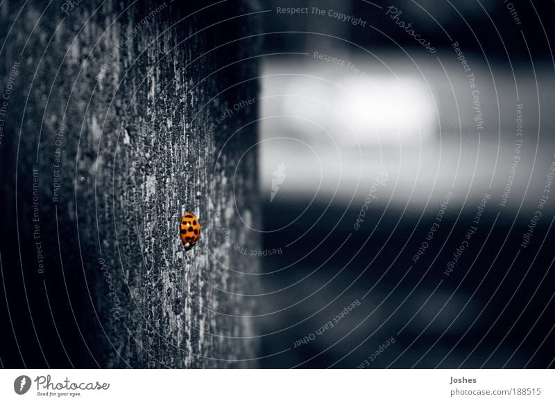 SheBug Animal Beetle Ladybird bug Serene Isolated (Position) Exterior shot Close-up Macro (Extreme close-up) Day Shallow depth of field