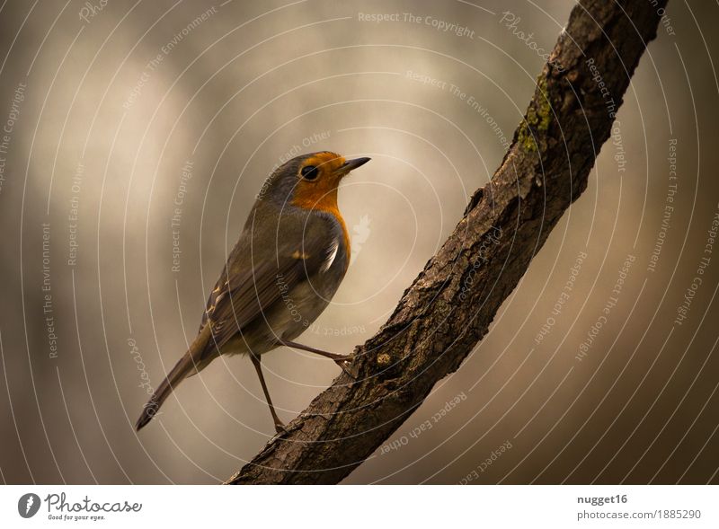 robin Environment Nature Animal Autumn Winter Tree Garden Park Forest Wild animal Bird Animal face Wing Robin redbreast 1 Observe Esthetic Friendliness Natural