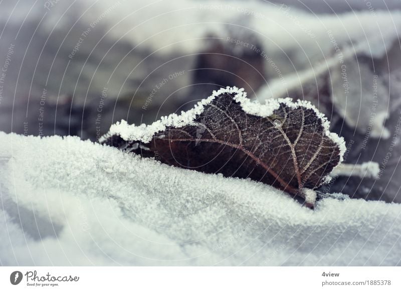 winter autumn Nature Plant Ice Frost Snow Leaf Garden Lie Exterior shot