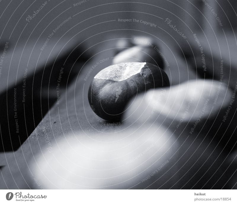 concentration Black White Macro (Extreme close-up) Close-up Chestnut tree Focal point Row