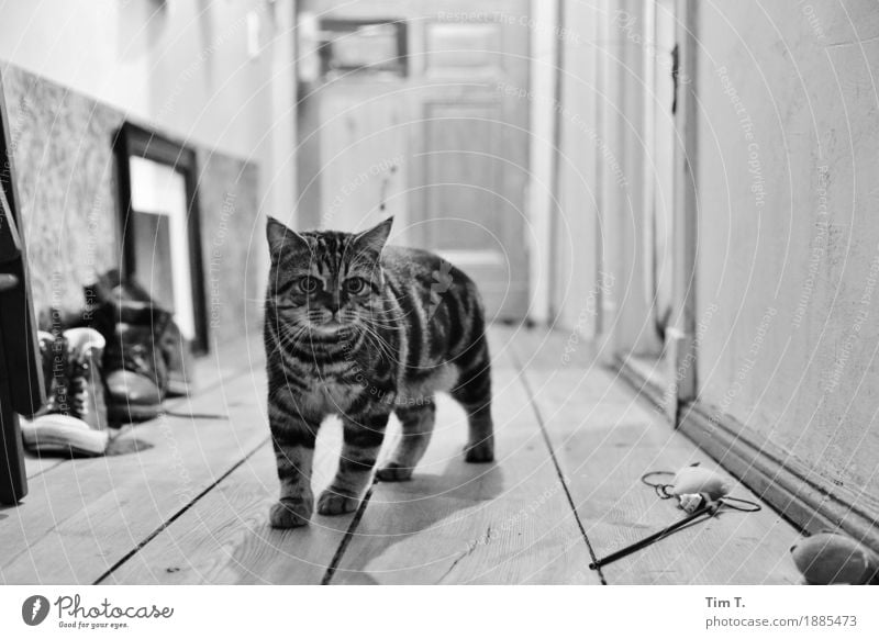 hangover Animal Pet Cat 1 Baby animal Communicate Black & white photo Interior shot Deserted Evening Blur Animal portrait Looking