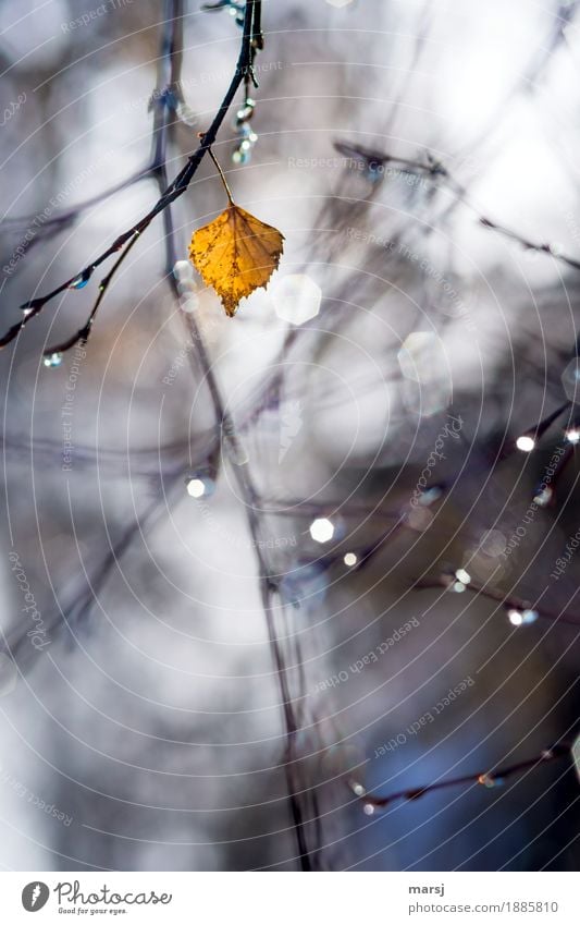 Persevering Nature Autumn Beautiful weather Plant Tree Leaf Birch leaves Hang Illuminate Endurance Hope Sadness Autumnal Autumn leaves Autumnal colours