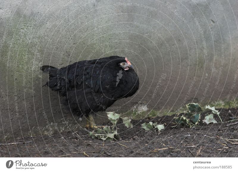 old Farm animal Wing Claw 1 Animal Old Dirty Cold Natural Gloomy Gray Black Emotions Wisdom Sadness Concern Grief Reluctance Pain Frustration Embitterment