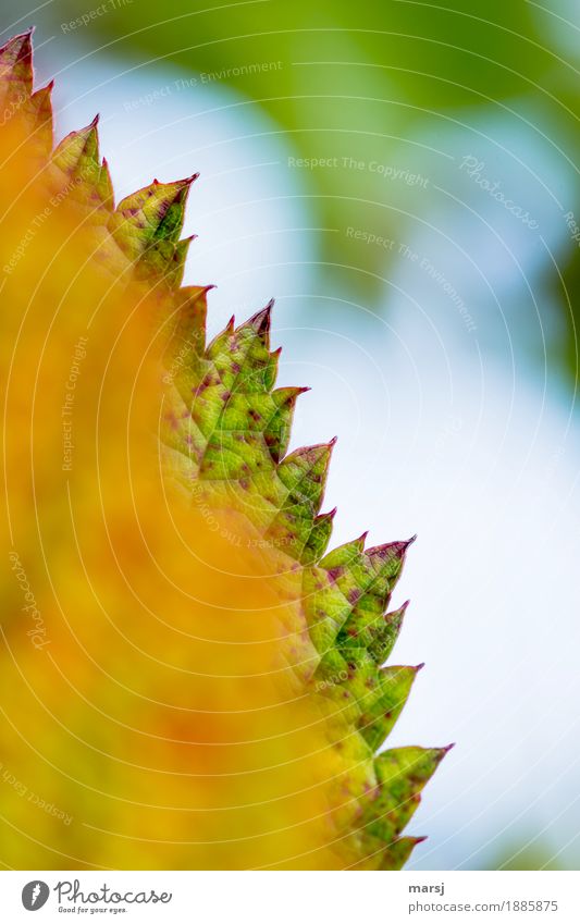 !trash! 2016 l sharp turn of the year Nature Autumn Leaf Blackberry leaf Authentic Trashy serrated Prongs Point Silhouette Autumn leaves Autumnal Colour photo