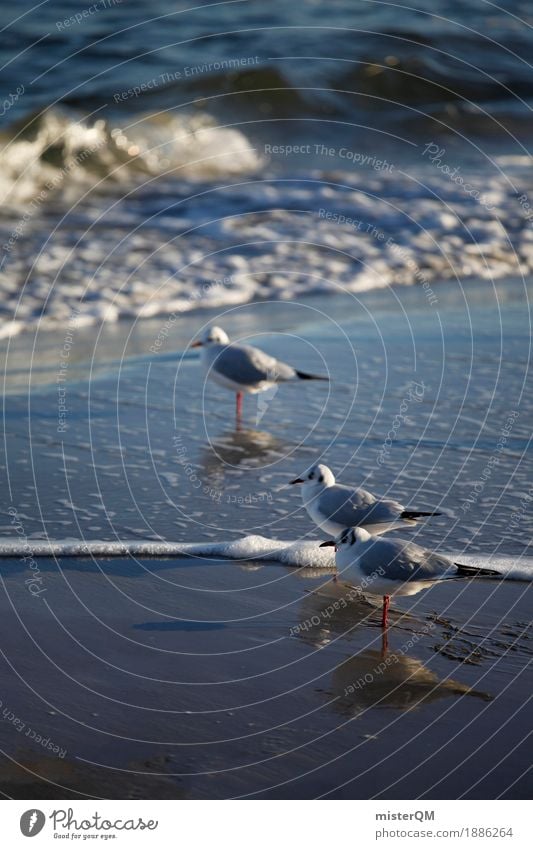 Gaffer V Nature Esthetic Gull birds Seagull Reflection Bird Coast Sea water Animal Colour photo Subdued colour Exterior shot Close-up Abstract Deserted