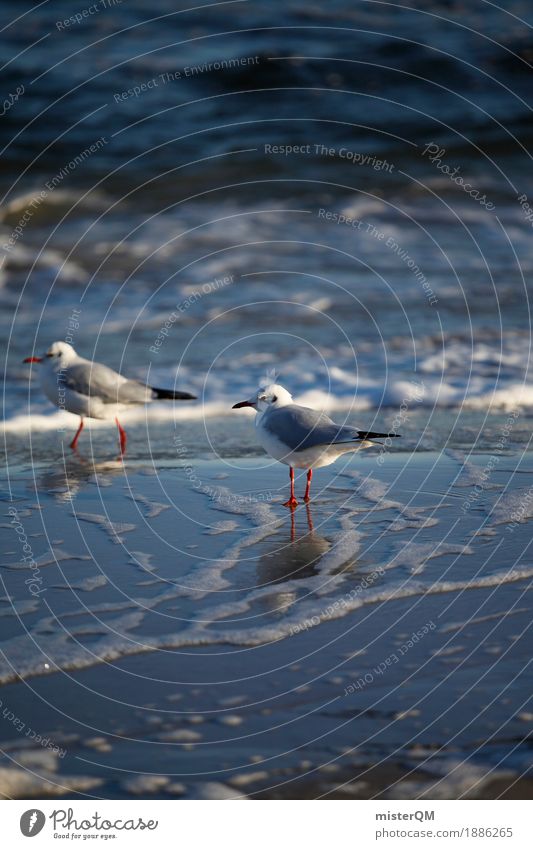 Gaffer IV Nature Esthetic Seagull Gull birds Seagull droppings Ocean Coast Bird Stand Wait Sea water Reflection Colour photo Multicoloured Exterior shot