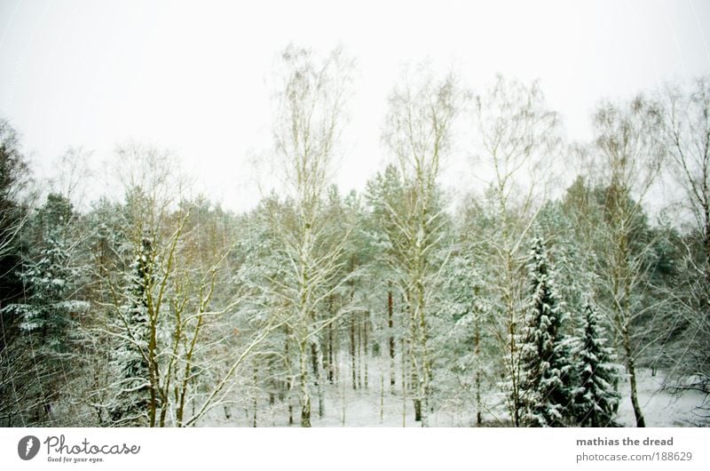 winter Environment Nature Landscape Plant Sky Horizon Winter Climate Weather Bad weather Wind Ice Frost Hail Snow Tree Grass Bushes Park Forest Cold Fir tree