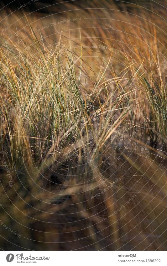 Dune grass III Nature Esthetic Wind Calm Blow Grass Marram grass Baltic Sea Baltic island Green Coast Colour photo Multicoloured Exterior shot Interior shot