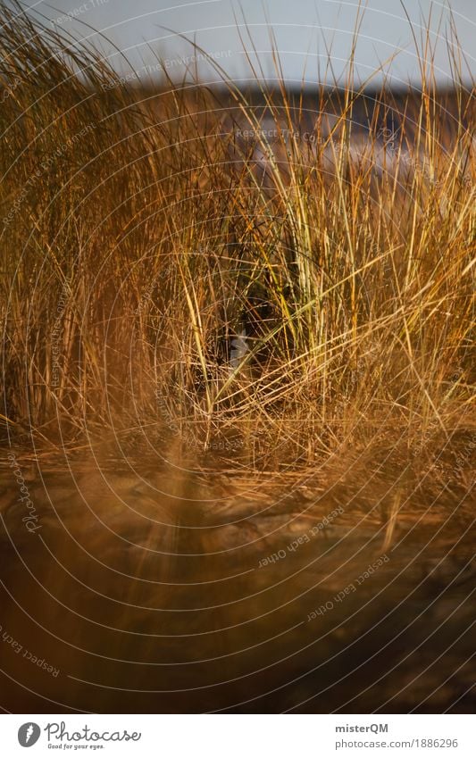 Dune grass I Art Esthetic Grass Marram grass Baltic Sea Baltic island Air Wind Calm Colour photo Multicoloured Exterior shot Close-up Detail Experimental