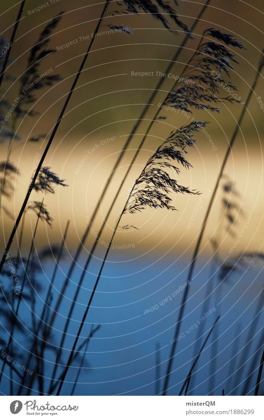 Morning reeds. Art Esthetic Common Reed Coast Lakeside River bank Grass Wind Decent Remote Nature Colour photo Multicoloured Exterior shot Detail Deserted