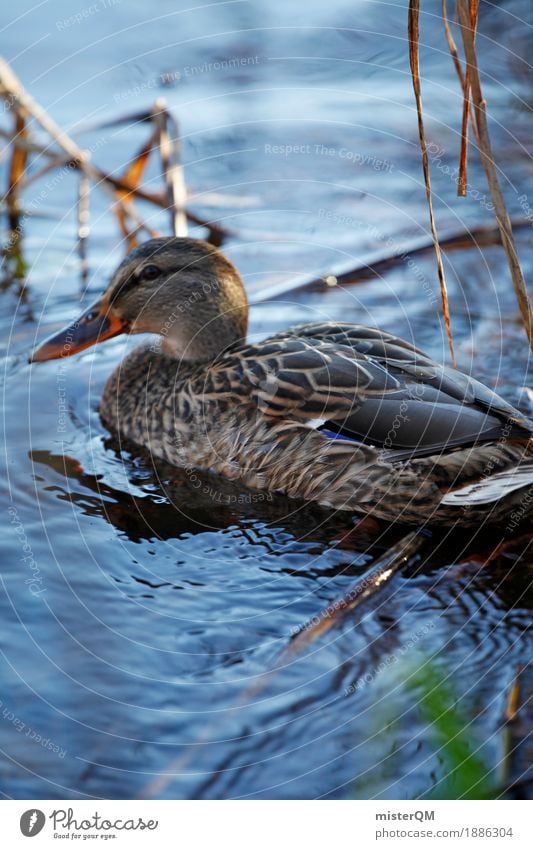 Life on the shore. Art Esthetic Duck Duck birds Duck pond Float in the water Swimming & Bathing Pond Idyll Peaceful Bird Colour photo Multicoloured