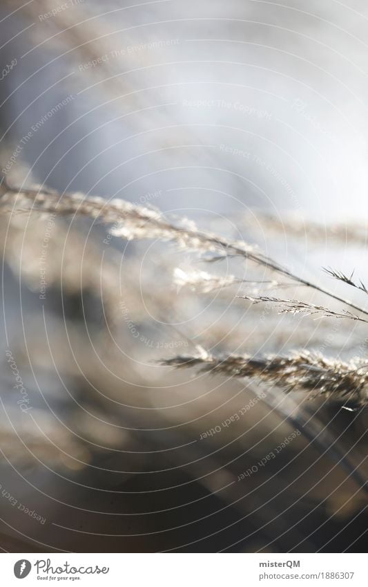 Grass blossom. Art Esthetic Meadow Soft Soft focus lens Wind Calm Gust of wind Roadside Colour photo Subdued colour Exterior shot Experimental Abstract Deserted