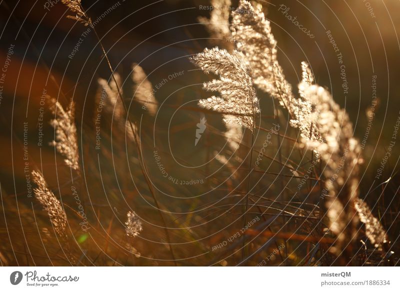 Golden reed. Art Esthetic Common Reed Blow Wind Calm Sunbeam Idyll Peaceful Sustainability Nature Exterior shot Nature reserve Love of nature Grass Meadow