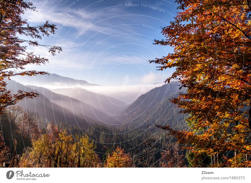 Kunterbunt Adventure Mountain Hiking Environment Nature Landscape Sky Clouds Autumn Beautiful weather Fog Tree Bushes Forest Alps Fresh Gigantic Sustainability