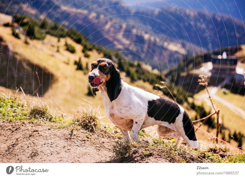 mountain goer Leisure and hobbies Adventure Mountain Hiking Nature Landscape Sun Autumn Beautiful weather Alps Peak Pet Dog Stand Brash Curiosity Cute Green Joy