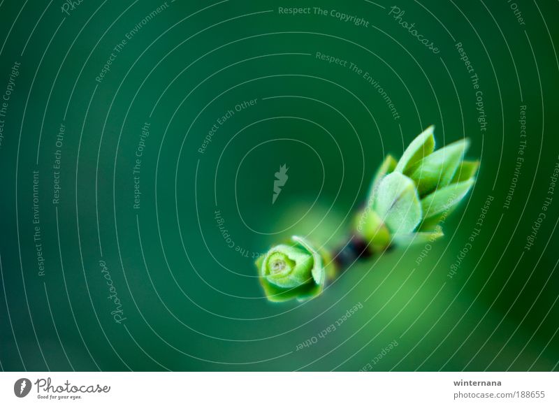 Green Buds Nature Spring Bushes Field Mountain Optimism Success Determination Warm-heartedness Romance Beautiful Grateful Serene Honest Wisdom Friendship Peace