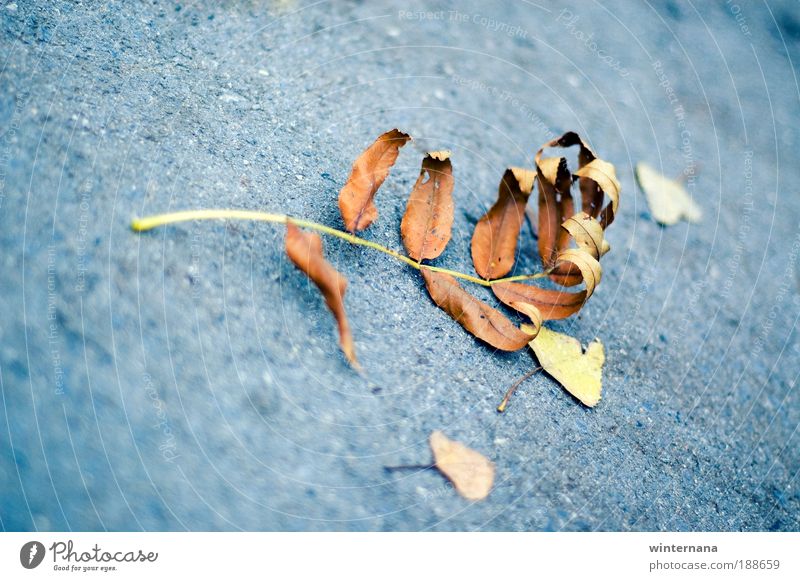 Hand of Autumn Nature Beautiful weather Leaf Park Emotions Happiness Optimism Success Power Brave Determination Passion Protection Safety (feeling of)