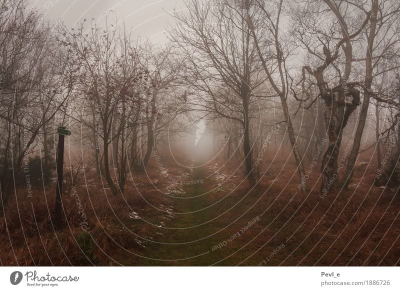 mist paths Hiking Environment Nature Landscape Fog Snow Tree Grass Bushes Forest Lanes & trails Signs and labeling Movement Freeze Sadness Threat Dark Creepy