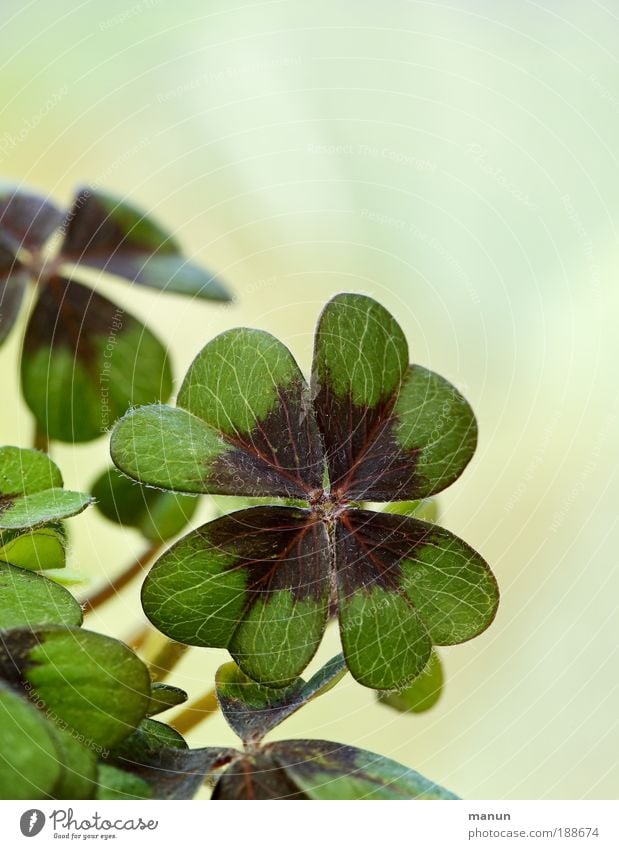 bonne chance! Gardening Market garden Floristry Nature Spring Summer Plant Leaf Foliage plant Four-leafed clover Sign Happy Good luck charm Happiness Fresh