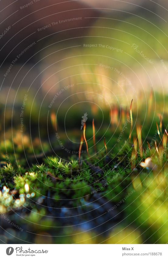 moss Environment Nature Summer Autumn Plant Moss Park Meadow Growth Thin Small Wet Green Idyll Colour photo Multicoloured Exterior shot Detail