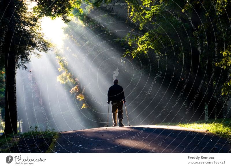 Light Of Hope Landscape Beautiful weather Tree Park Outskirts Experience Colour photo Exterior shot Morning Panorama (View)