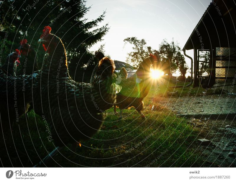 pecking order Environment Nature Plant Animal Cloudless sky Beautiful weather Tree Grass Farm animal Barn fowl hühnerhof Poultry 4 Observe Glittering Walking