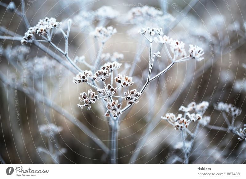 frost work Environment Nature Plant Winter Ice Frost Snow Flower Illuminate Esthetic Cold Idyll Colour photo Exterior shot Deserted Day Contrast