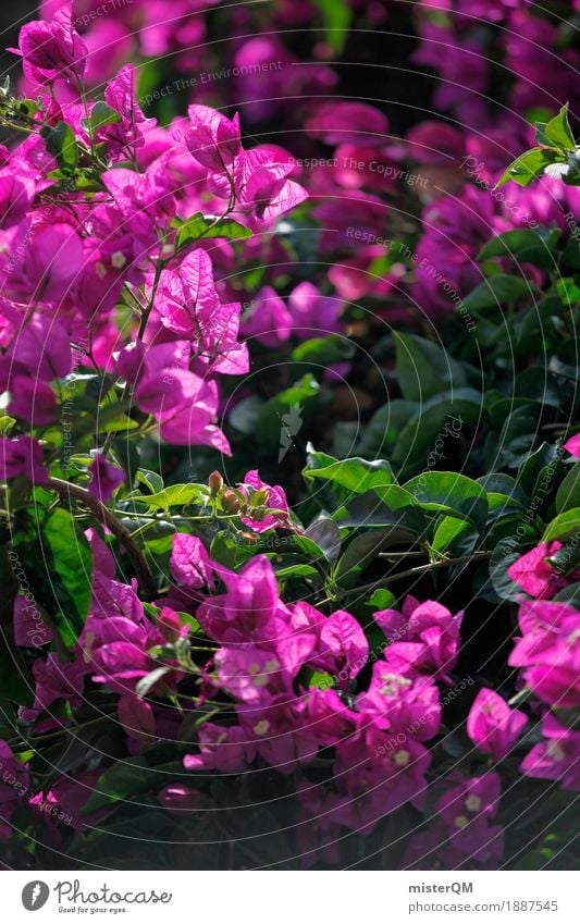 Pink flower. Art Esthetic Flower Mediterranean Plant Colour photo Multicoloured Exterior shot Experimental Abstract Deserted Neutral Background Day Light