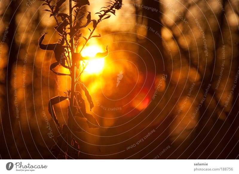 In high society Nature Sunrise Sunset Autumn Plant Bushes Wild plant Forest Near Gold Warm-heartedness Colour photo Exterior shot Close-up Deserted