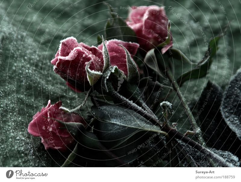 frosted Elegant Winter Nature Plant Climate Ice Frost Rose Esthetic Authentic Fresh Cold Pink Red Nostalgia frozen Flower Flower stalk Seasons November