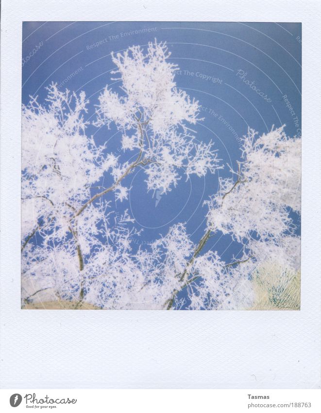 hung in there, caught in there. Nature Plant Sky Snow Calm Decline Transience Contentment Hoar frost Winter Branch Enchanting Romance White Birch tree Twig