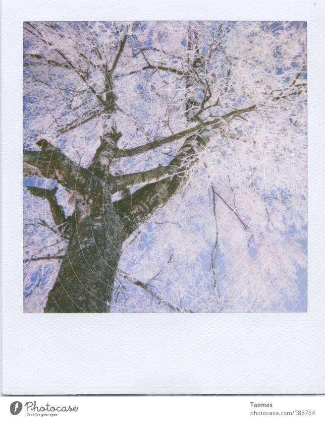 captured, hung. Environment Nature Sky Plant Tree Calm Transience Time Winter Branch Hoar frost Enchanting Romance White Birch tree Betula Colour photo