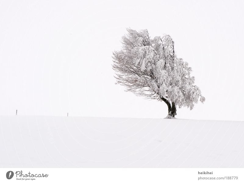 mophead Environment Nature Landscape Plant Earth Sky Clouds Horizon Winter Ice Frost Snow Tree Meadow Mountain Brown Black White Happy Power Calm Day