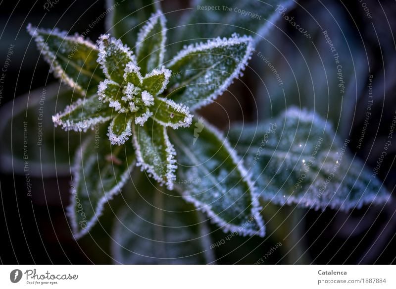 Cold border, frost Nature Plant Winter Ice Frost Leaf Wild plant Weed Garden Glittering pretty Brown Green Violet Black White Moody Bravery Variable Survive