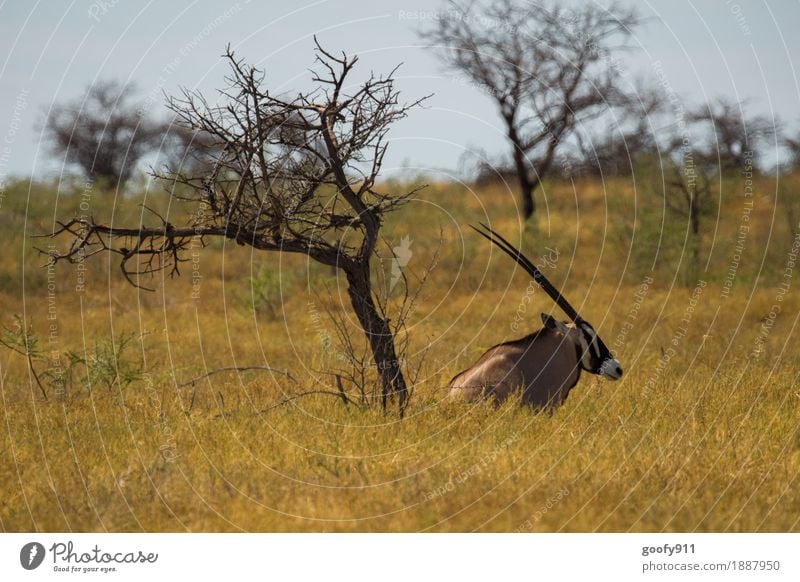 Oryx in the shade 2!!! Vacation & Travel Trip Adventure Far-off places Safari Summer Sun Environment Nature Landscape Sky Cloudless sky Sunlight Spring