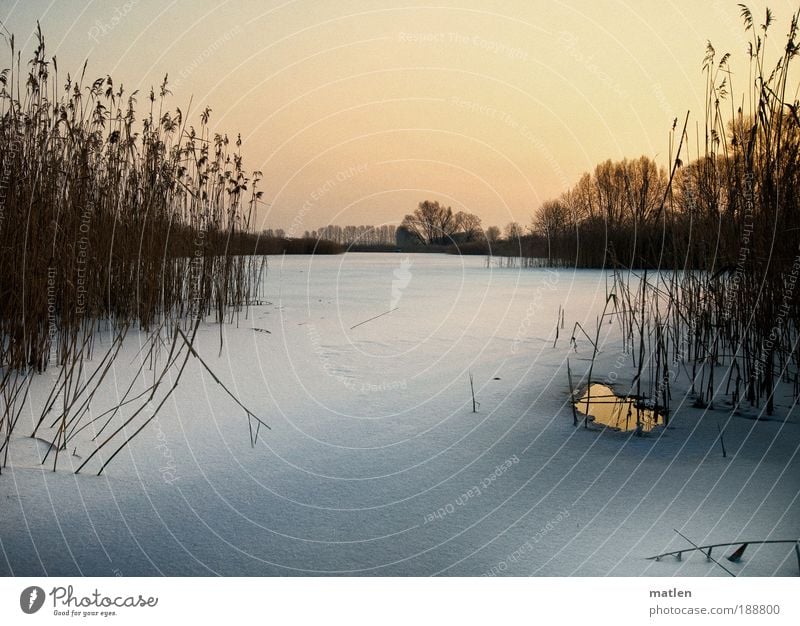 twilight Winter Snow Landscape Cloudless sky Beautiful weather Ice Frost Lakeside Pink White Serene Calm Common Reed ice hole Fishpond Twilight Subdued colour