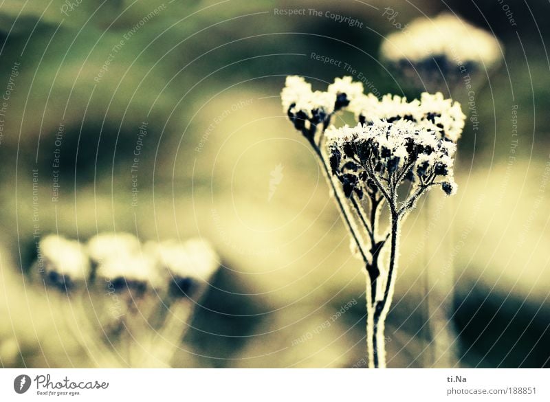 frozen yarrow Organic produce Cross processing Environment Nature Landscape Climate Beautiful weather Ice Frost Plant Grass Bushes Blossom Wild plant