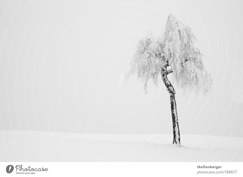 Alone in the wide white expanse Environment Nature Landscape Air Water Clouds Winter Climate Weather Ice Frost Snow Plant Tree Field Hill Alps Esthetic Dark