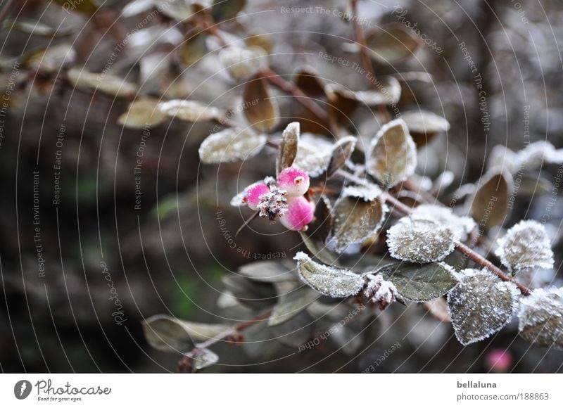 Berry Brothers I Environment Nature Plant Winter Climate Ice Frost Snow Bushes Leaf Wild plant Cold Berries Hoar frost Colour photo Exterior shot Morning Day