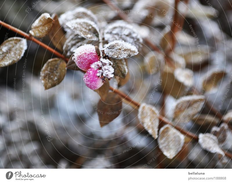 Berry Brothers III Environment Nature Plant Winter Climate Beautiful weather Ice Frost Snow Bushes Leaf Wild plant Cold Berries Berry bushes Berry seed head