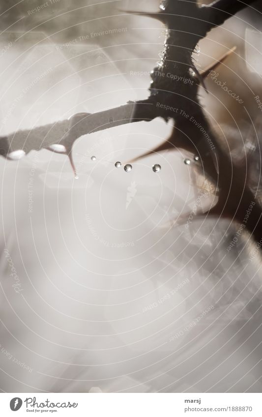 Water drops on a spider's web. Sheltered and protected by thorns. Drops of water Reflection Subdued colour Risk of injury Dangerous Point Thorny Sadness