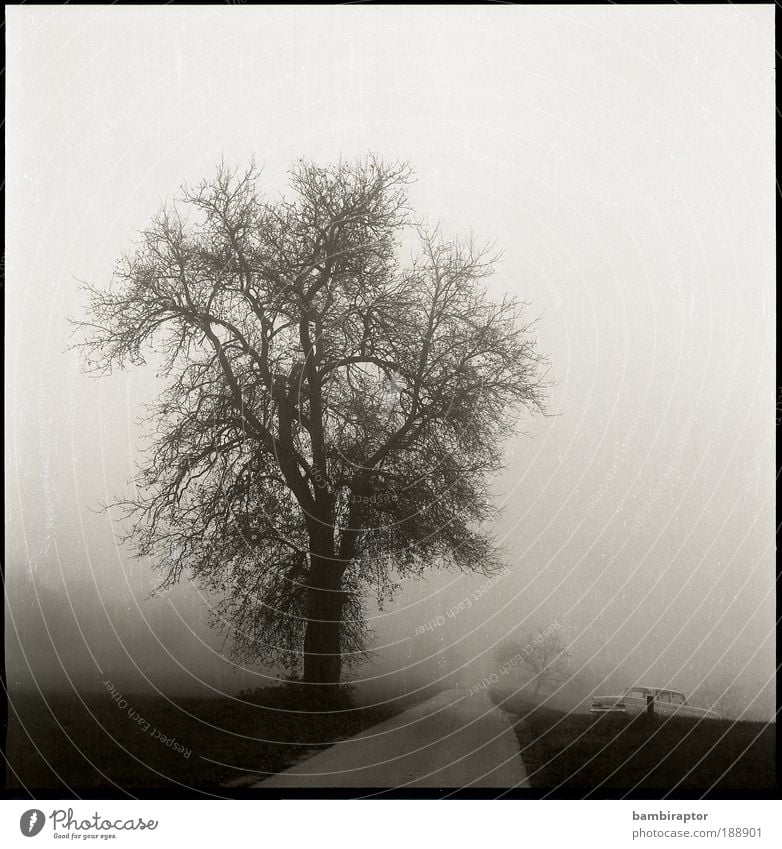 The street Nature Landscape Autumn Weather Fog Tree Street Lanes & trails Vintage car Driving Analog Meadow Black & white photo Exterior shot Deserted Day