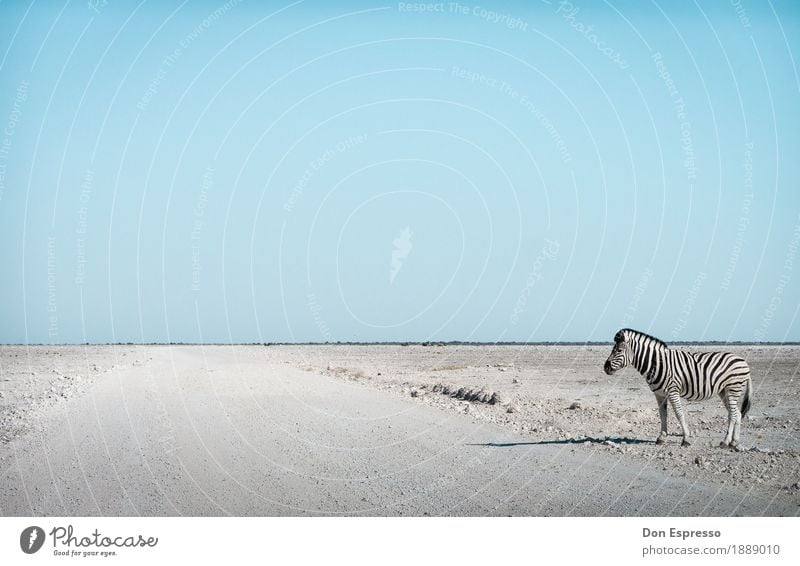 zebra crossing Vacation & Travel Tourism Adventure Far-off places Freedom Safari Nature Landscape Cloudless sky Warmth Drought Desert Animal Wild animal Zebra