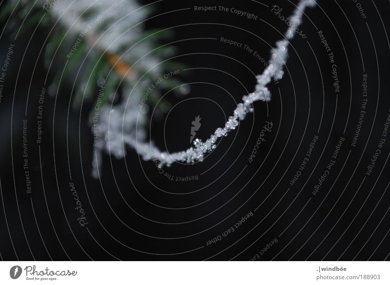 Snow chain (2) Nature Water Winter Weather Ice Frost Plant Fir tree Blossoming Hang Suspended Needle Spider's web Frozen Crystal Crystal structure Chain Rest